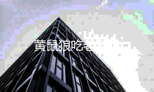 吗狼吃老鼠黄鼠
